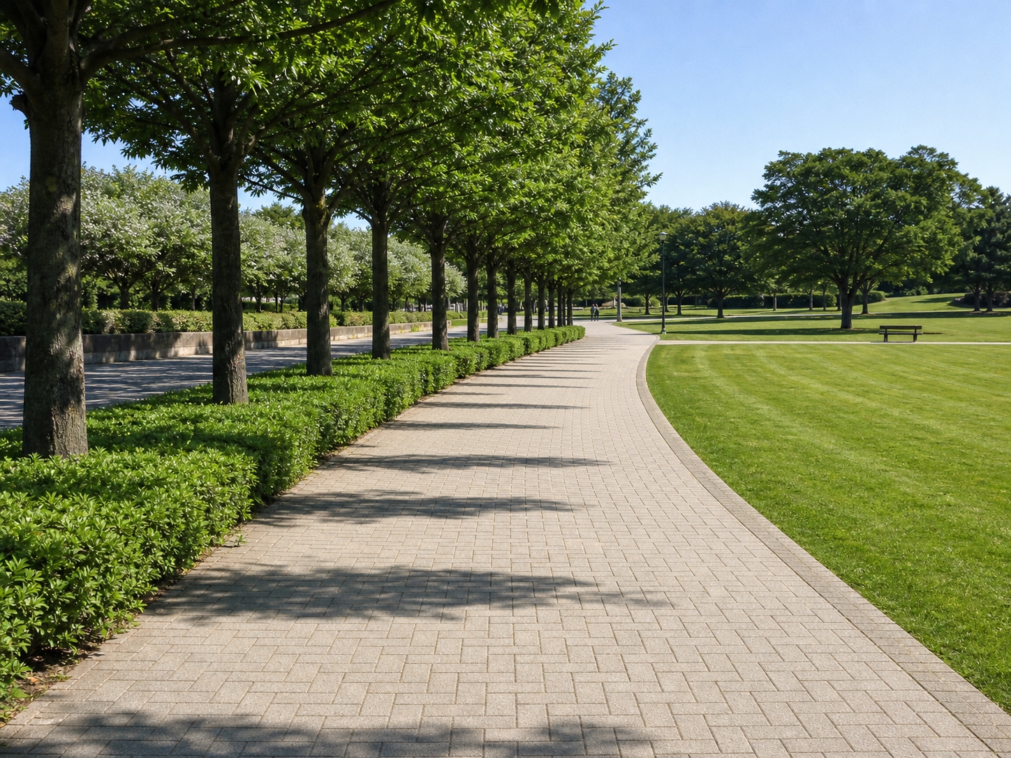公園の遊歩道と街路樹